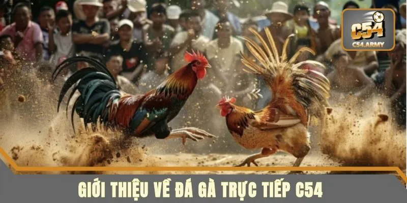 Cá Cược Đá Gà Trực Tiếp C54 Là Gì? Hướng Dẫn Chi Tiết Nhất