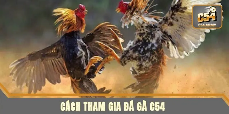 Cách để bạn tham gia đá gà C54