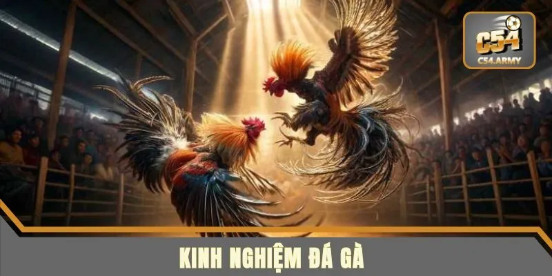 Những kinh nghiệm đá gà được cao thủ chia sẻ